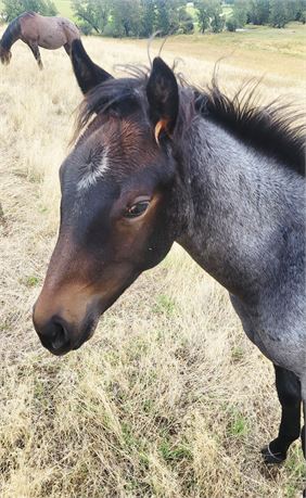 Sired by 'Once in a Blu Boon'