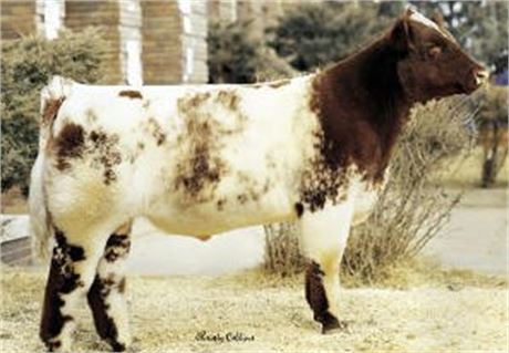 5 Units - SBR 20/20 Vision