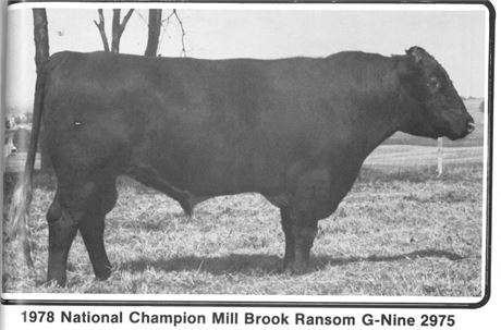 9 Amps -Mill Brook Ransom G9