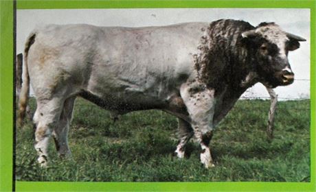 1 Unit - Deerpark Leader 13th