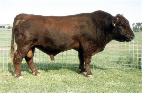 2 Units - SR Red Riders Drive