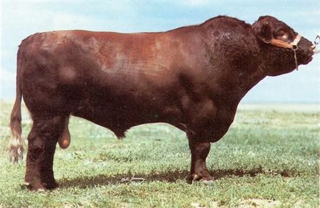 8 Units - Lone Pine Grand Society