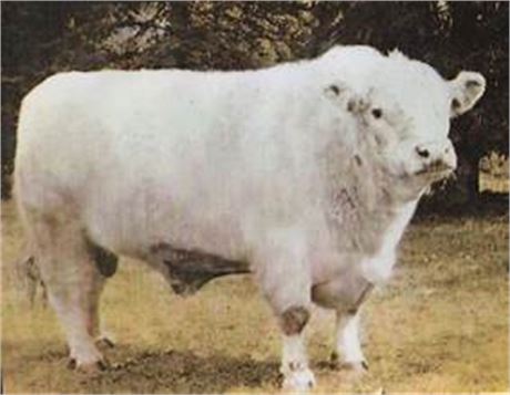 6 Units - TPS Prefect Count 3RD